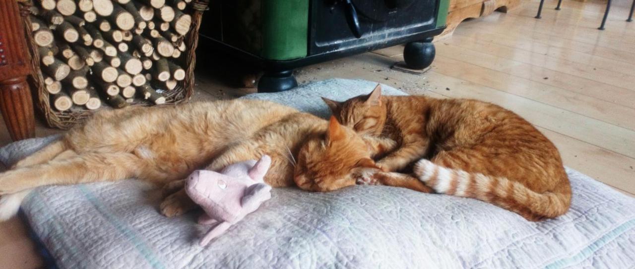 Au Chat Ronfleur บาญเญอ-เดอ-บีกอร์ ภายนอก รูปภาพ