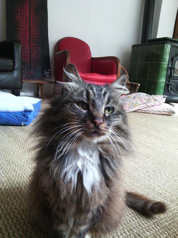 Au Chat Ronfleur บาญเญอ-เดอ-บีกอร์ ภายนอก รูปภาพ